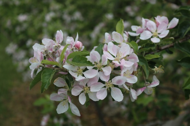 Apple blossoms on a branch